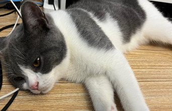 游民养猫指南：如何教育喜欢随地大小便的猫猫？