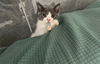 游民养猫指南：小猫刚到家你需要做什么？