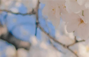 【图集推荐】樱花飘落！美到犯规的樱花场景