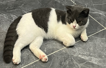 游民养猫指南：如何让你的猫猫随叫随到？