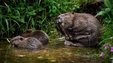 捷克保护区水坝拖延7年没开工 8只河狸2天就建好了