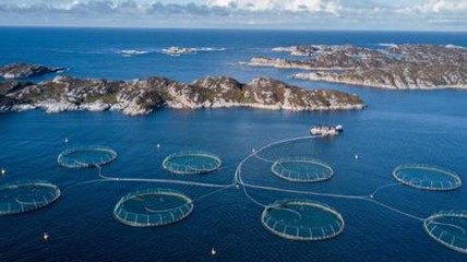 2.7万条三文鱼“出逃” 挪威养殖公司重金悬赏抓捕