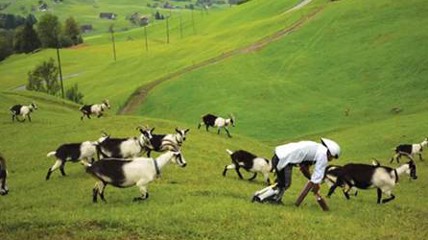 英国男子想成为一只羊：用四肢行走 每天只吃草