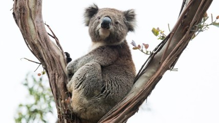 国宝也得死 澳大利亚出动直升机扑杀750只考拉