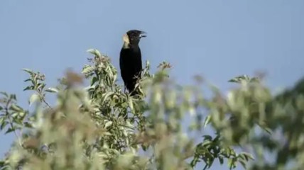 美国加州50多只鸟空中突然爆炸:离奇死亡 与触电无关